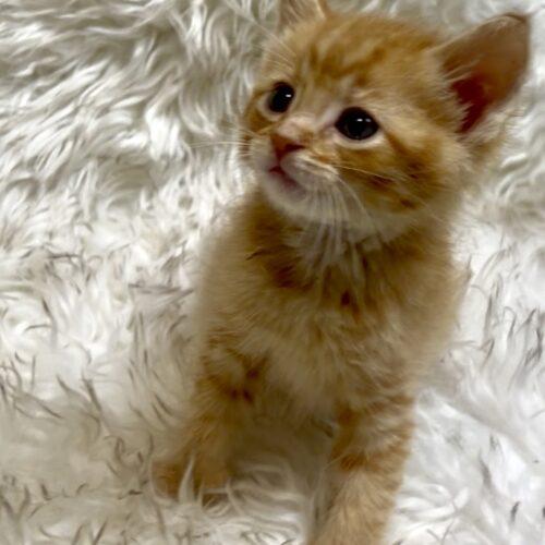 Tiger Tail, Adoptable, Kitten Male Domestic Short Hair.