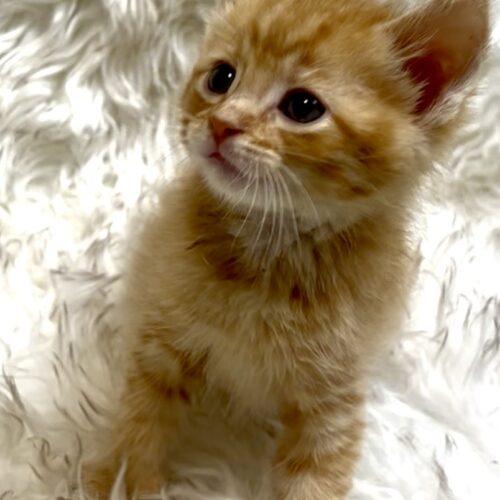 Enlarge Tiger Tail, a Adoptable Domestic Short Hair in Vienna, ON image 2/5