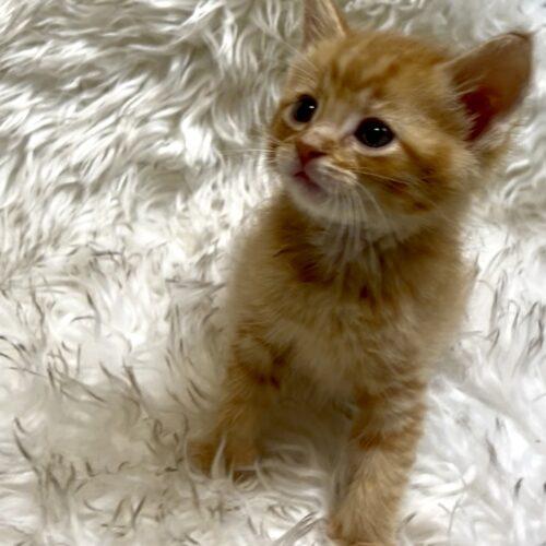 Enlarge Tiger Tail, a Adoptable Domestic Short Hair in Vienna, ON image 3/5