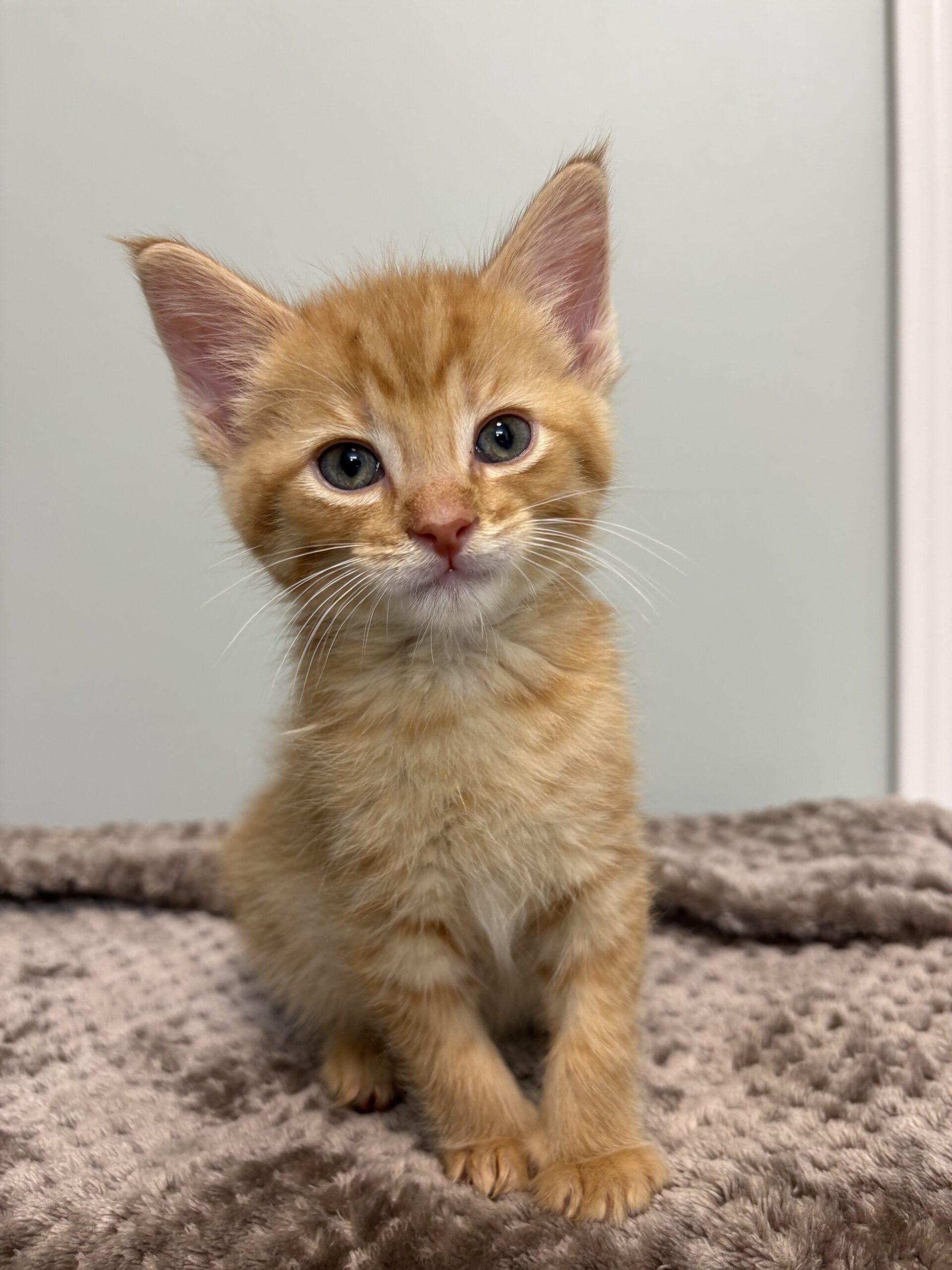 Enlarge Tiger Tail, a Adoptable Domestic Short Hair in Vienna, ON image 4/5