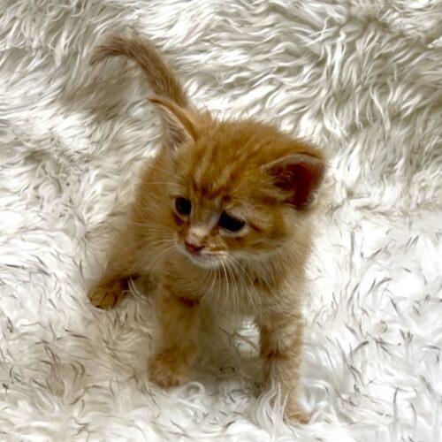 Enlarge Tiger Tail, a Adoptable Domestic Short Hair in Vienna, ON image 5/5