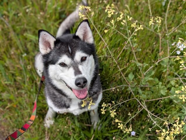 CHARM, Adoptable, Adult Female Husky & Mixed Breed.