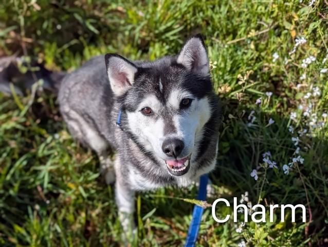 CHARM, Adoptable, Adult Female Husky & Mixed Breed.