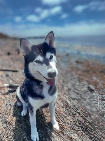 Enlarge CHARM, a Adoptable mixed breed in McKinleyville, CA image 1/1
