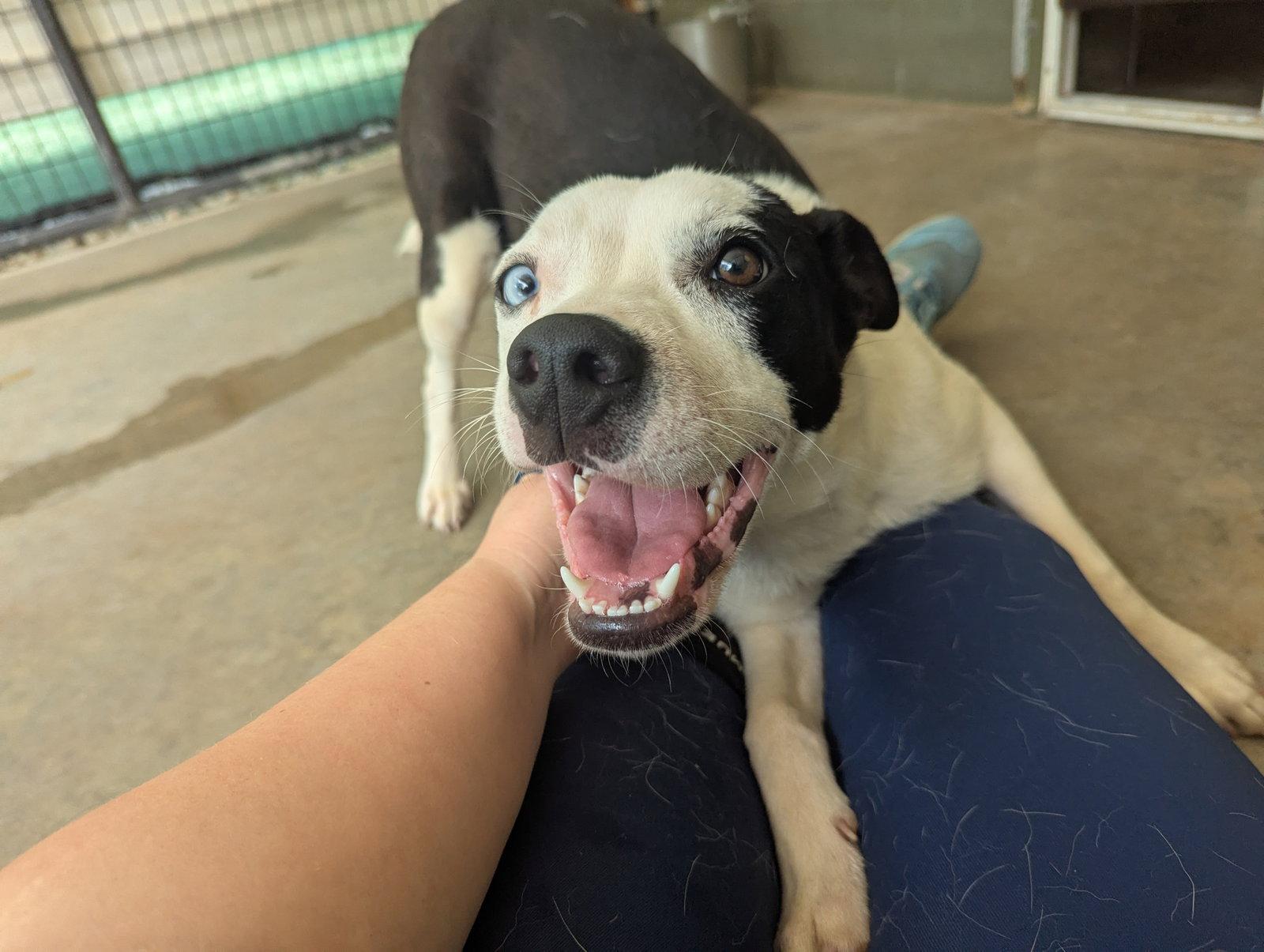 Oreo, Adoptable, Young Female Mixed Breed.
