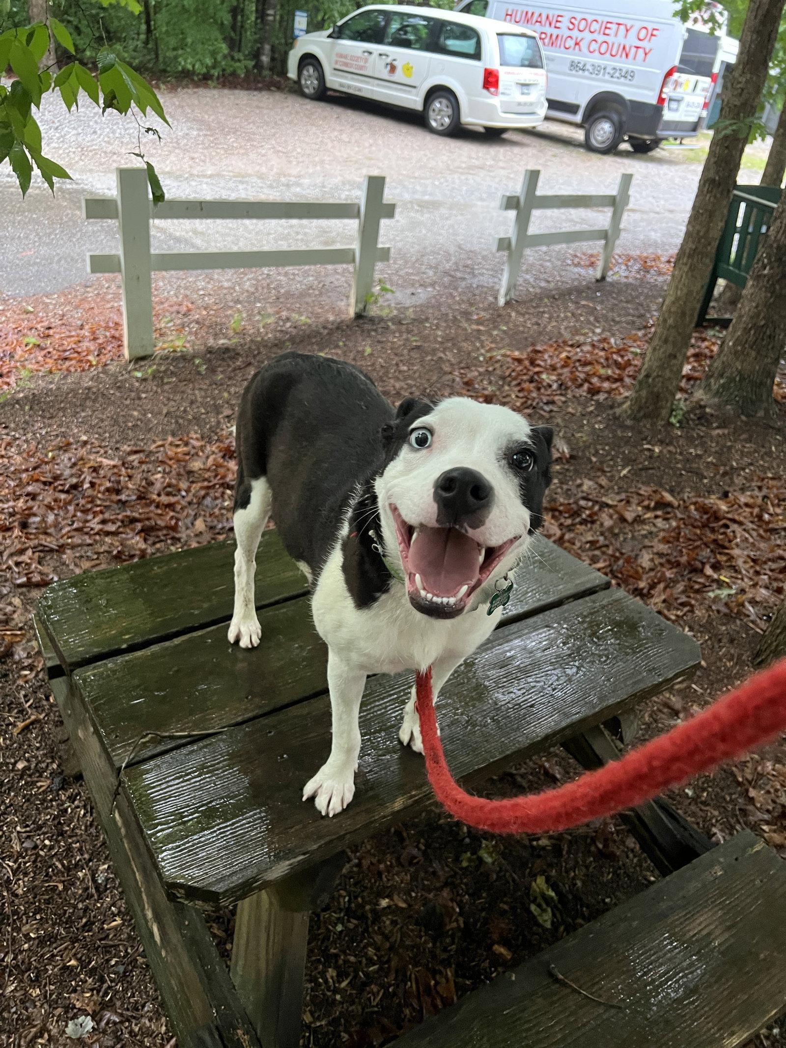 Enlarge Oreo, a Adoptable Mixed Breed in Mc Cormick, SC image 2/3