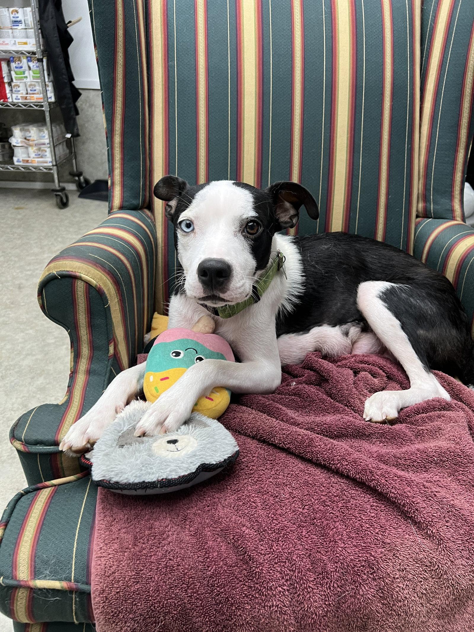 Enlarge Oreo, a Adoptable Mixed Breed in Mc Cormick, SC image 3/3