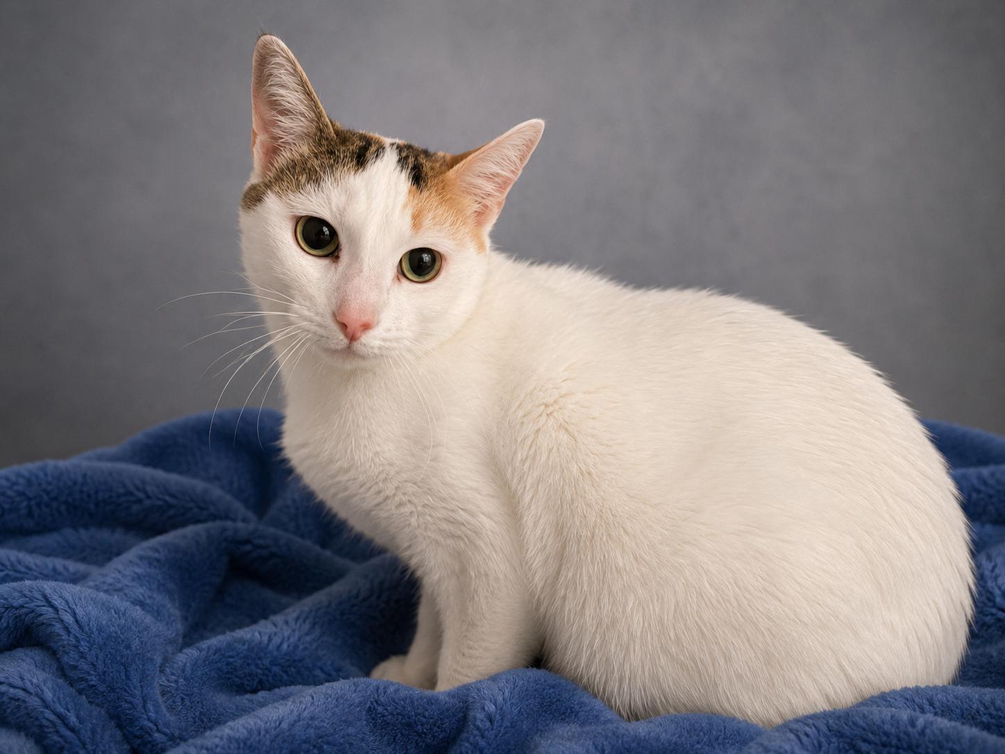 Betty, a ADOPTABLE mixed breed in Fort Collins, CO image 2/2