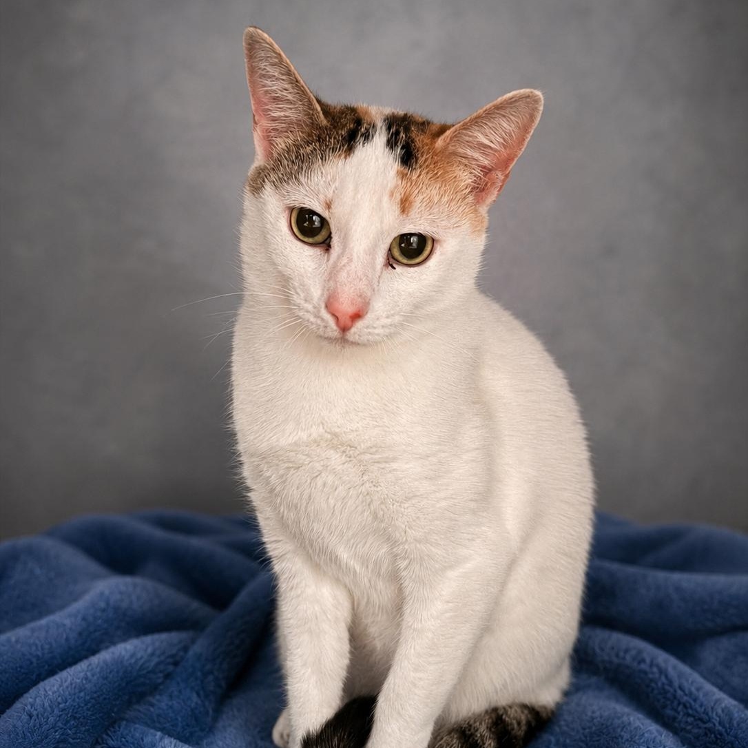 Betty, ADOPTABLE, Adult Female Domestic Short Hair.