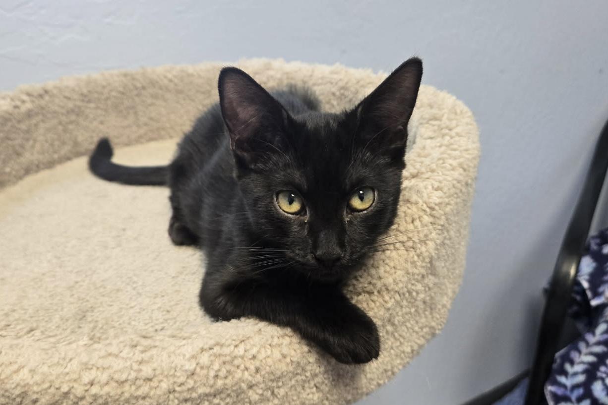 Enlarge Infernia, a Adopted Domestic Short Hair in Fountain Hills, AZ image 4/4