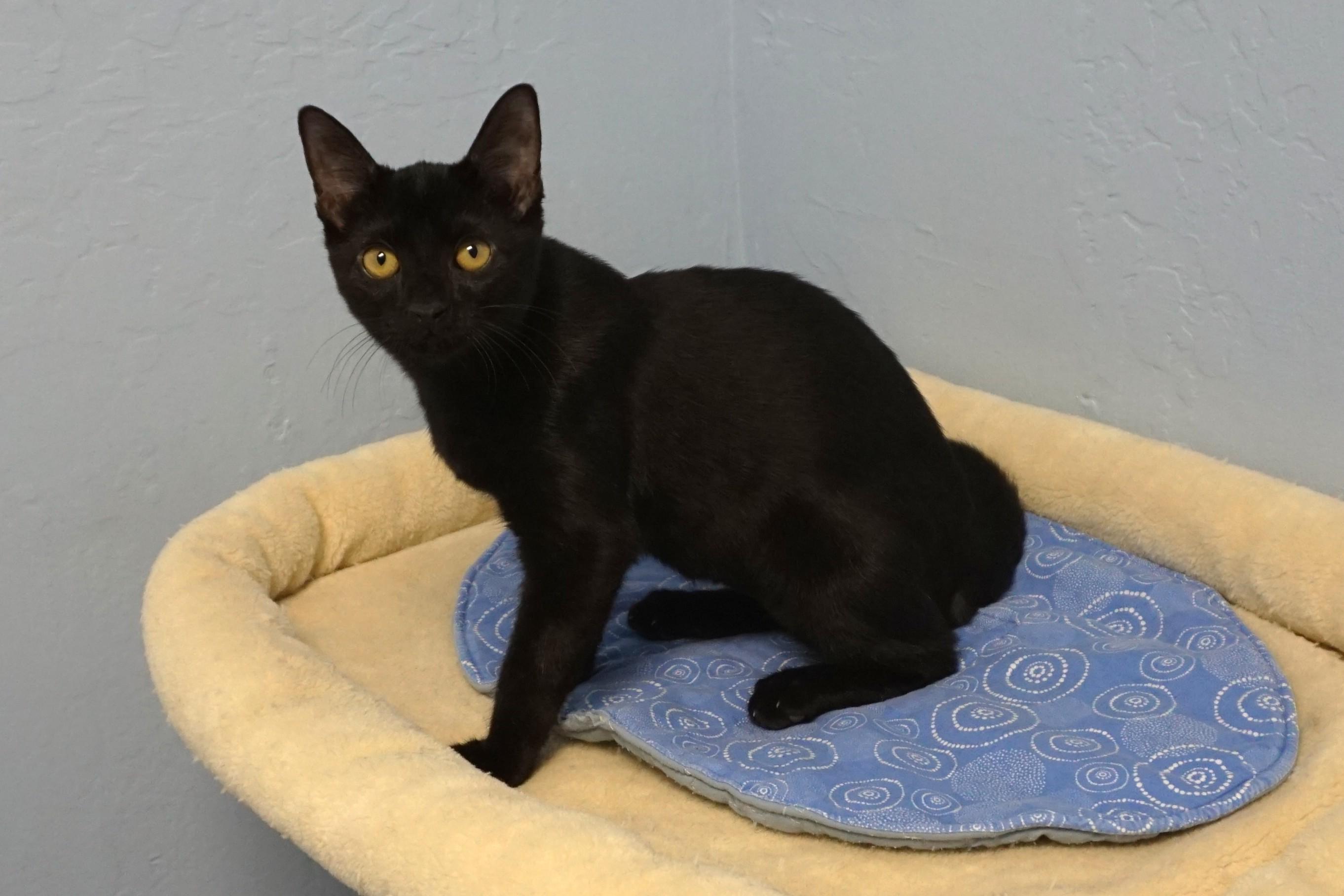 Infernia, Adopted, Kitten Male Domestic Short Hair.