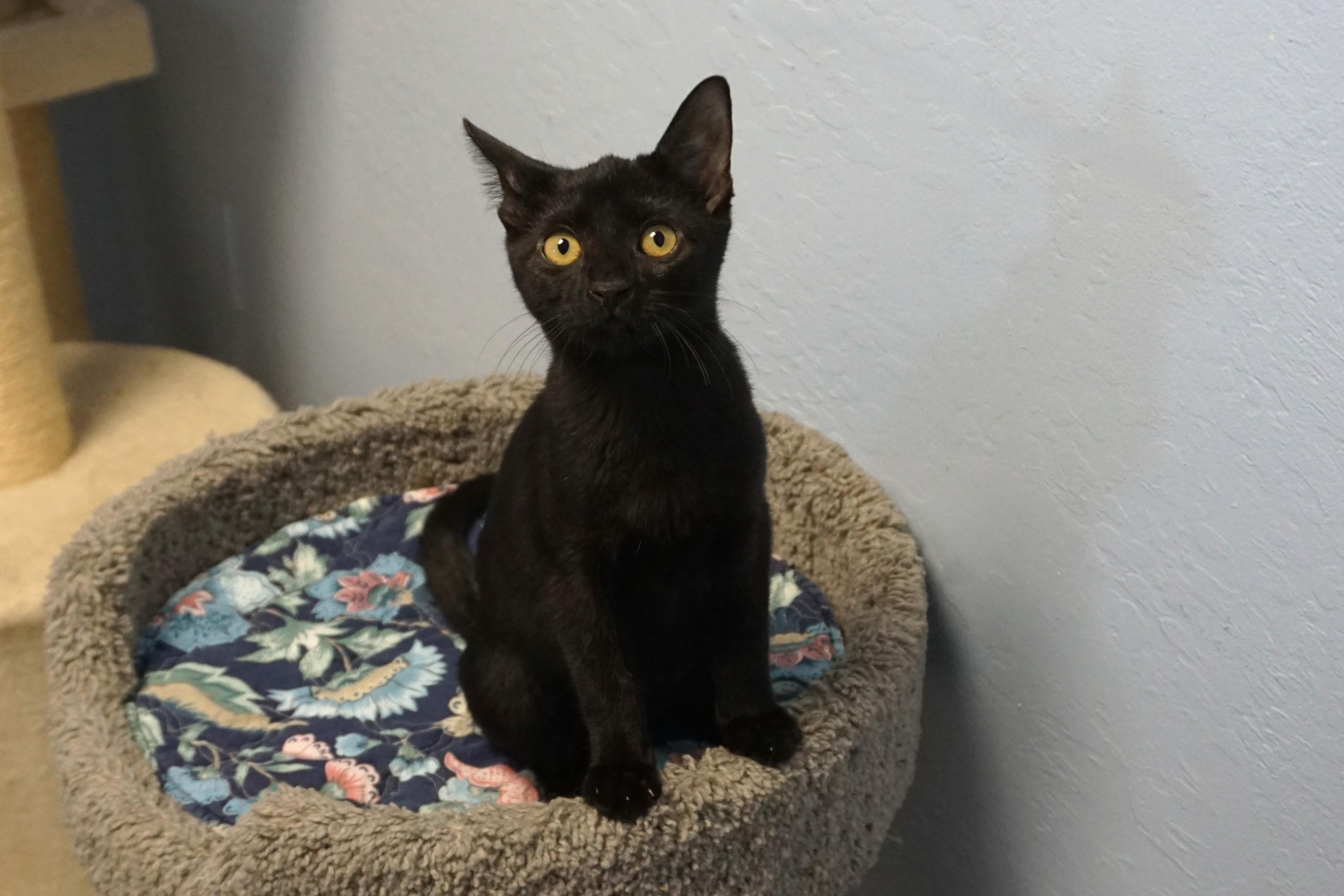 Enlarge Infernia, a Adopted Domestic Short Hair in Fountain Hills, AZ image 3/4