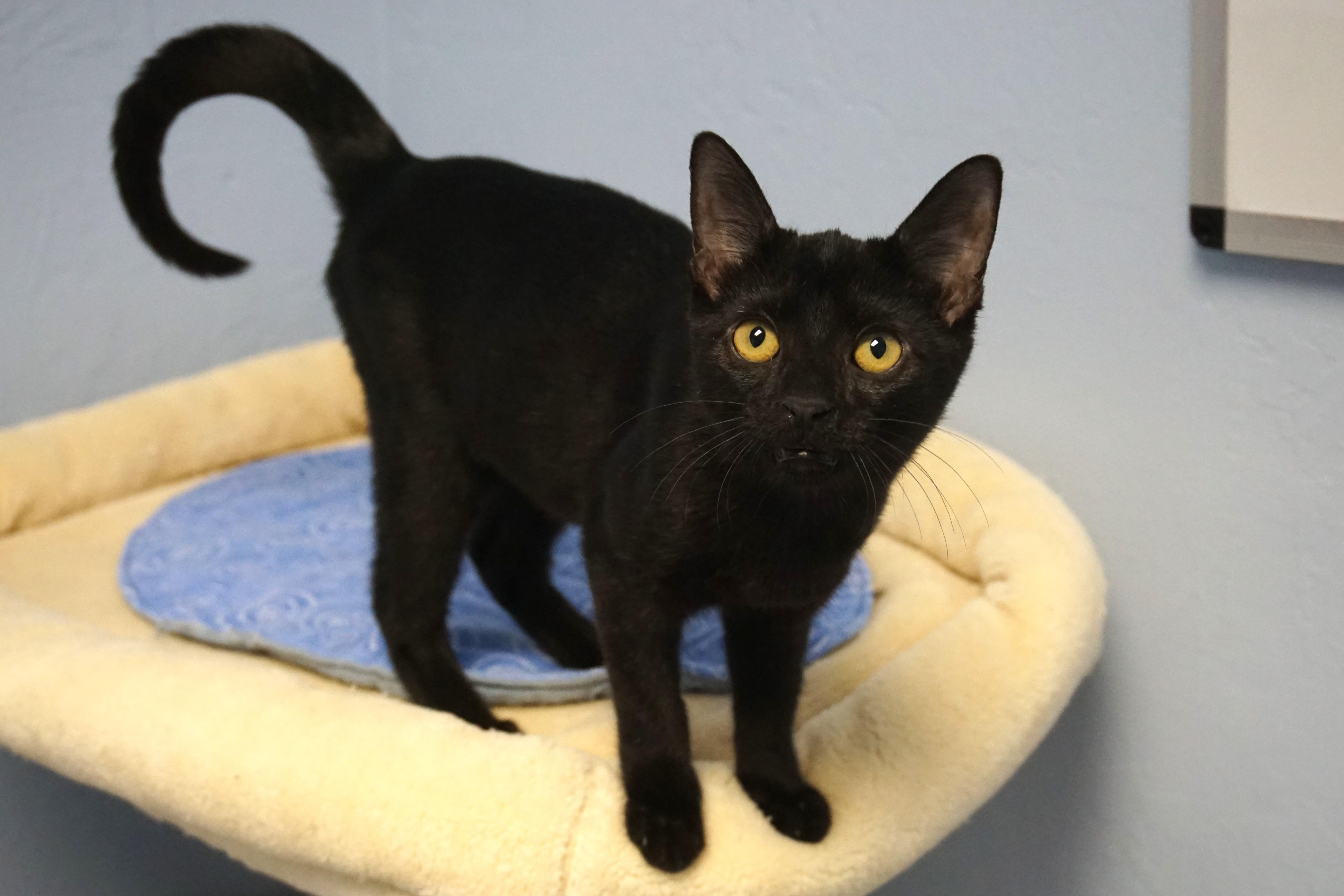 Enlarge Infernia, a Adopted Domestic Short Hair in Fountain Hills, AZ image 2/4