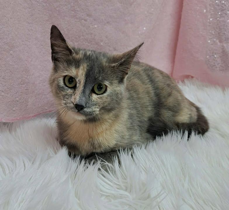 Narnia (Bio ✅) (Pre-Adoption), Adoptable, Young Female Domestic Short Hair.