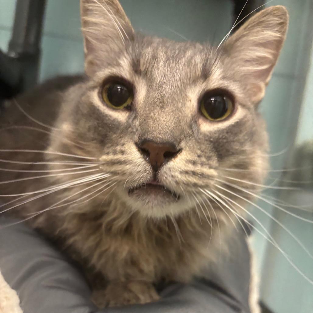 Enlarge Ashton, a Adoptable Domestic Medium Hair in Redwood City, CA image 1/1