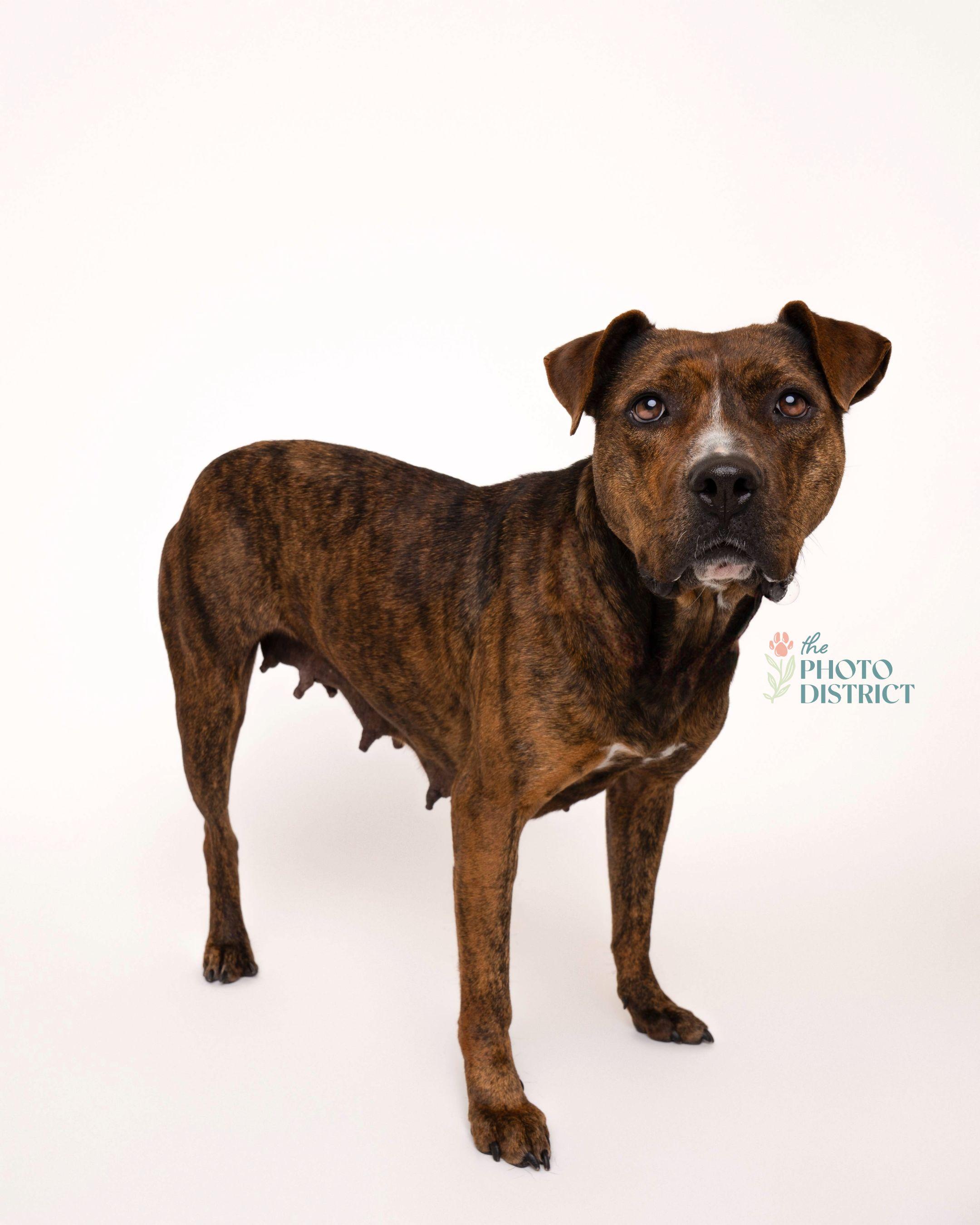 Rhea, a Adoptable mixed breed in Winnabow, NC image 1/4