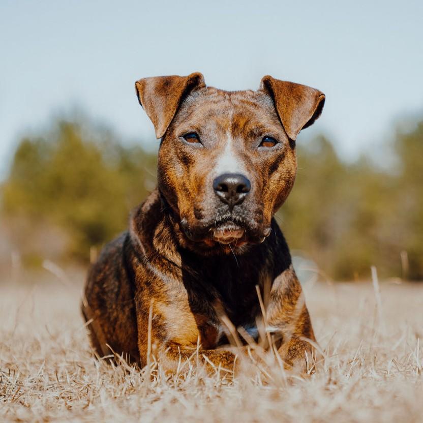 Rhea, a Adoptable mixed breed in Winnabow, NC image 2/4