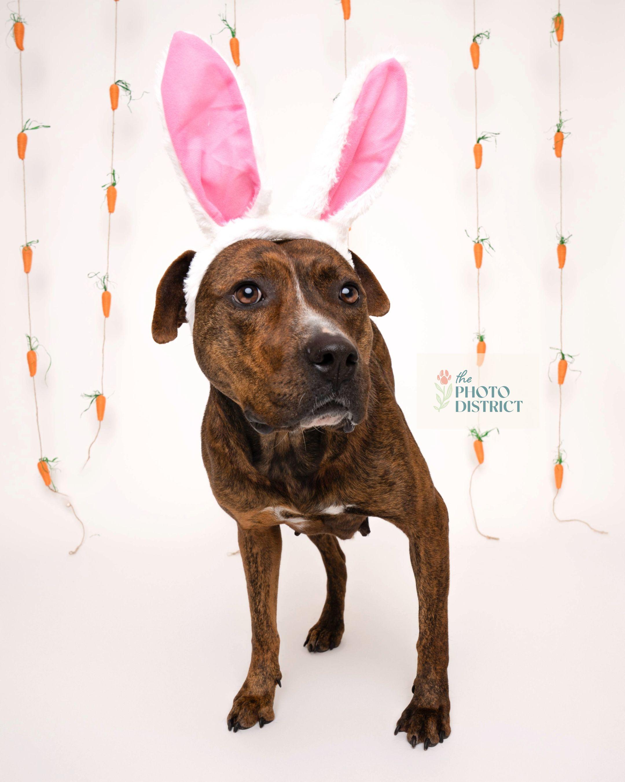 Rhea, a Adoptable mixed breed in Winnabow, NC image 3/4