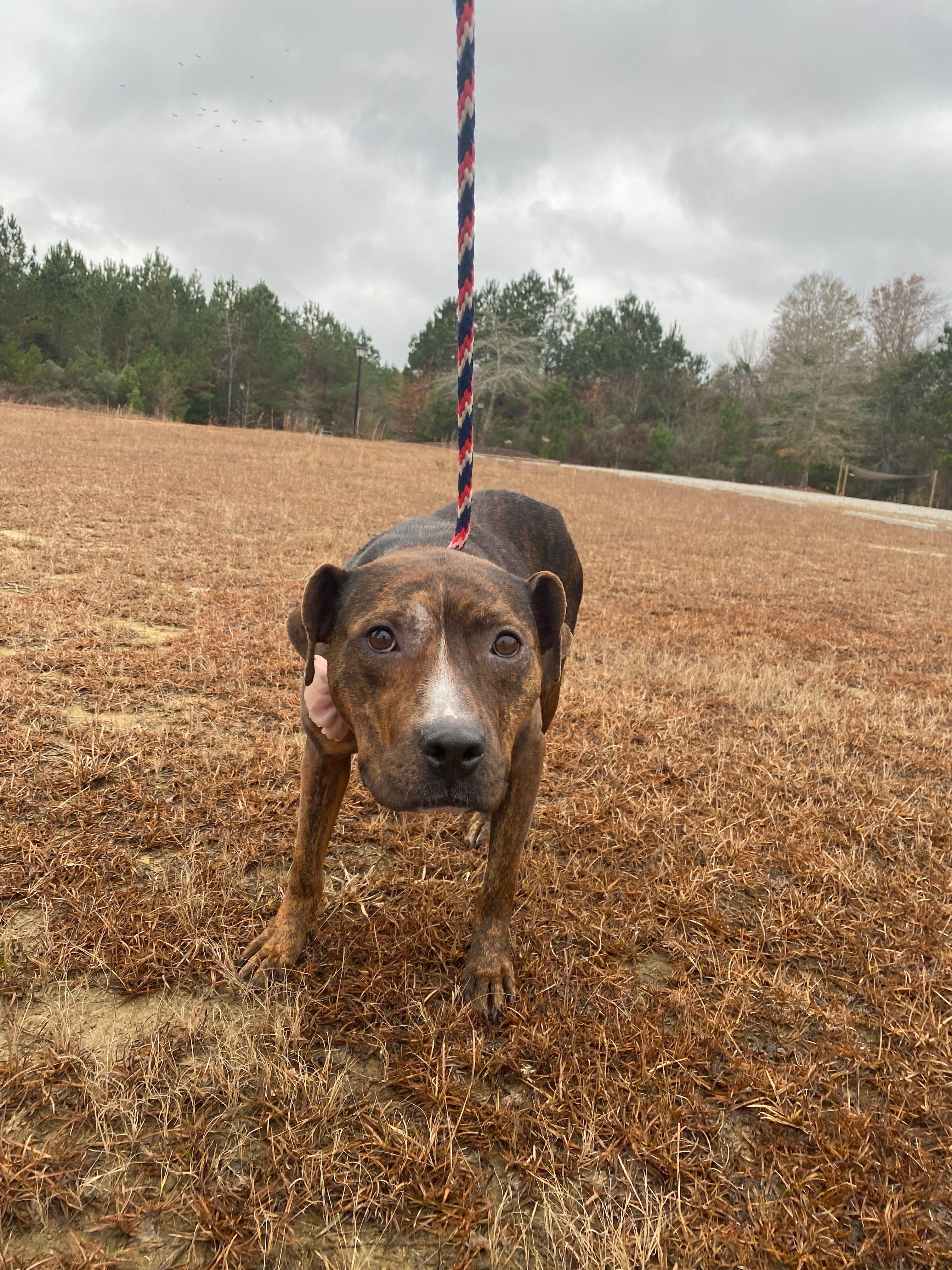 Rhea, a Adoptable mixed breed in Winnabow, NC image 4/4