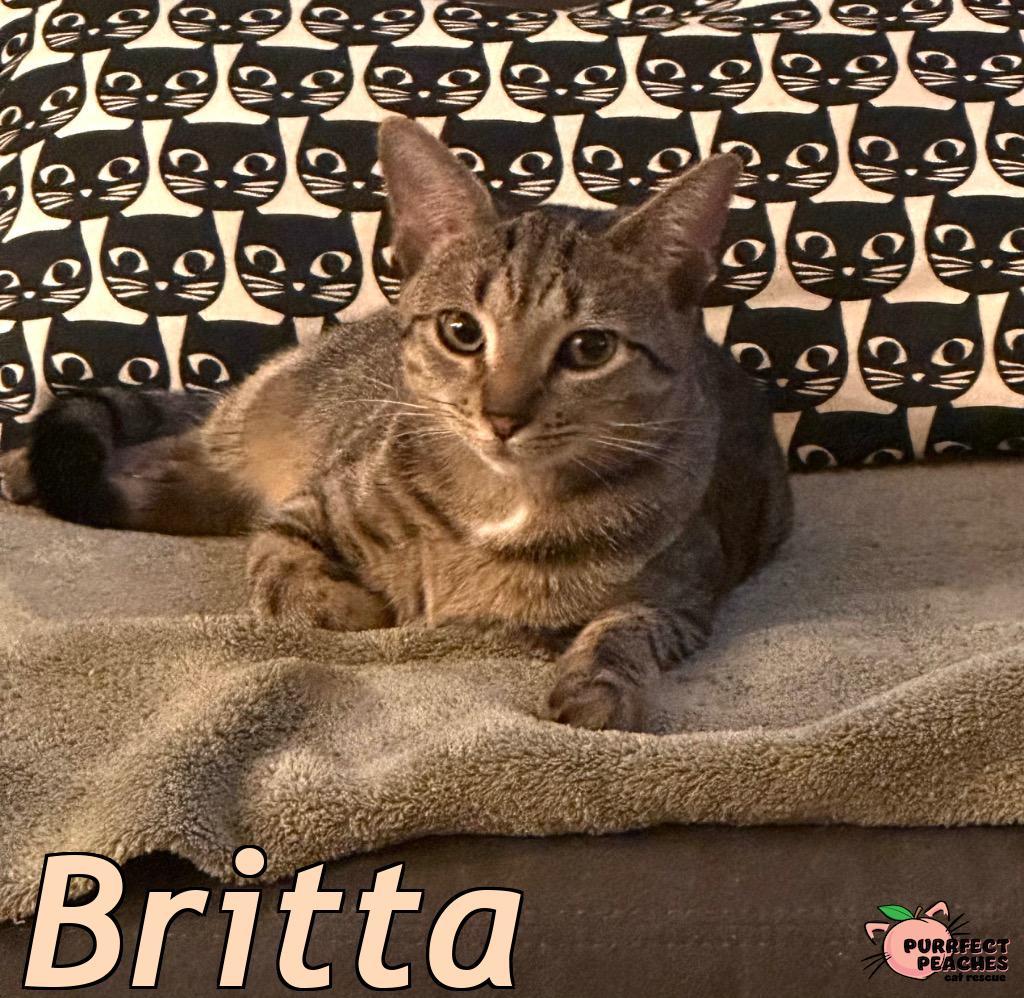 Enlarge Britta, a Adoptable mixed breed in Douglasville, GA image 1/5