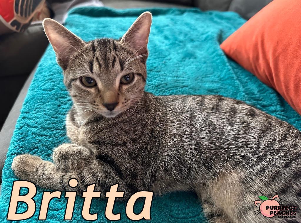 Enlarge Britta, a Adoptable mixed breed in Douglasville, GA image 2/5