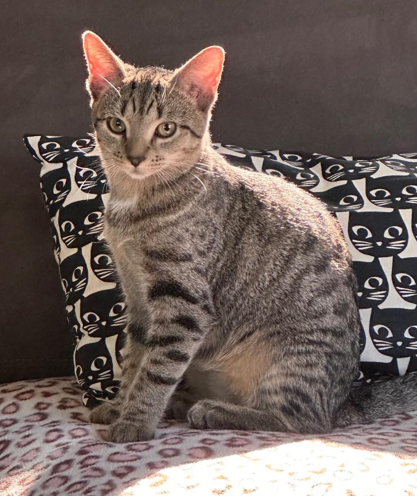 Enlarge Britta, a Adoptable mixed breed in Douglasville, GA image 3/5