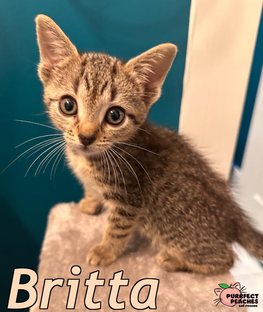 Enlarge Britta, a Adoptable mixed breed in Douglasville, GA image 4/5