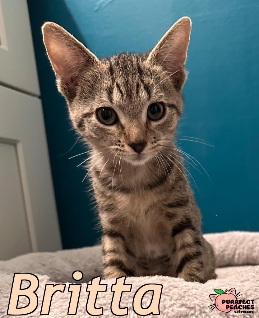 Enlarge Britta, a Adoptable mixed breed in Douglasville, GA image 5/5