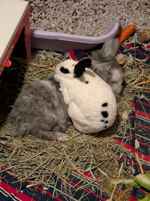 Enlarge Louisa (with bondmate Martin), a Adoptable Rex in Pittsburgh, PA image 2/4