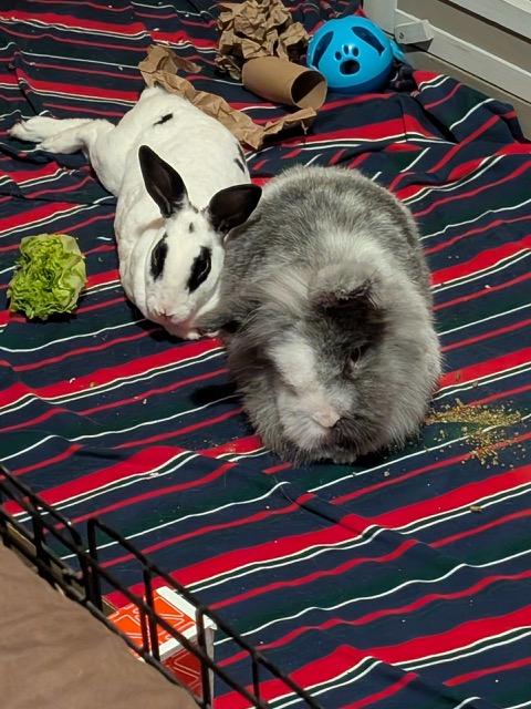 Louisa (with bondmate Martin), Adoptable, Senior Female Rex.