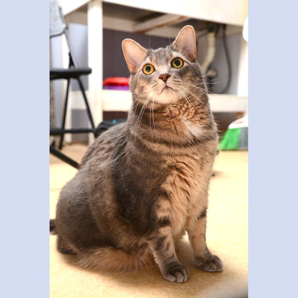 Milo, Adoptable, Adult Female American Shorthair.