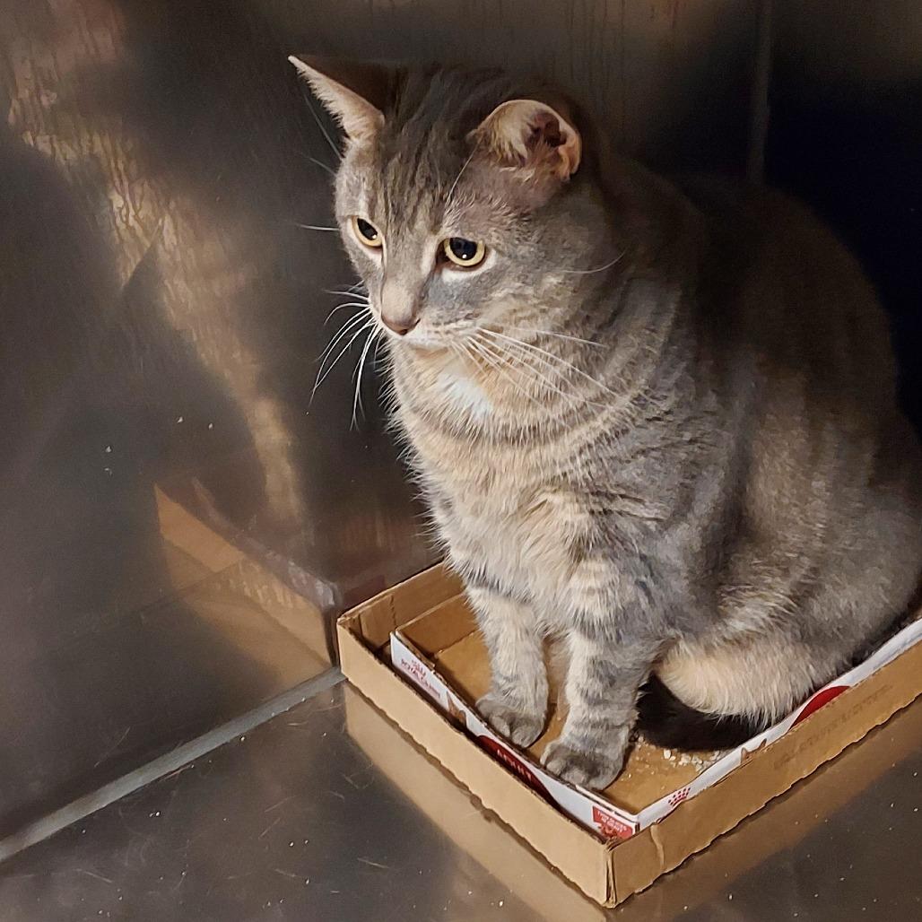 Milo, Adoptable, Adult Female American Shorthair.