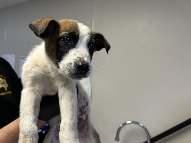 A252301, Adoptable, Puppy Male German Shepherd Dog & Mixed Breed.