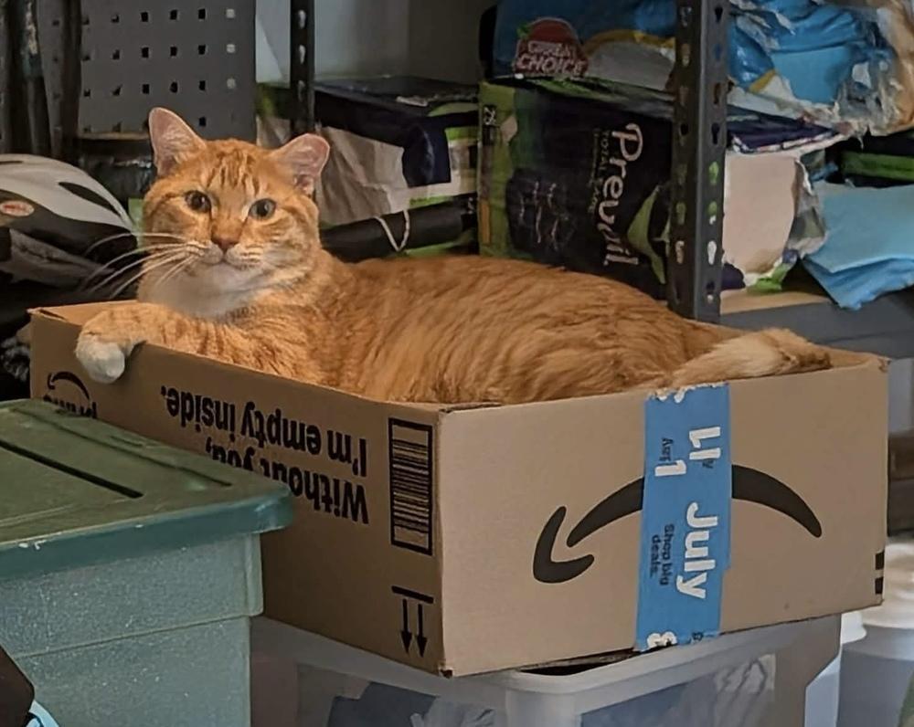 Snapper, Adoptable, Adult Male Domestic Short Hair.