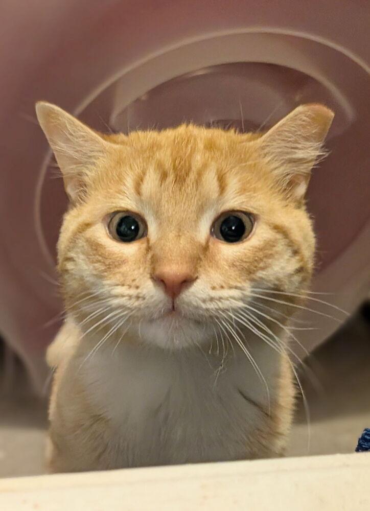 Enlarge Snapper, a Adoptable Domestic Short Hair in Emerald Isle, NC image 2/4