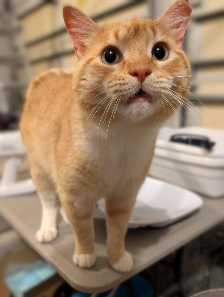 Enlarge Snapper, a Adoptable Domestic Short Hair in Emerald Isle, NC image 3/4