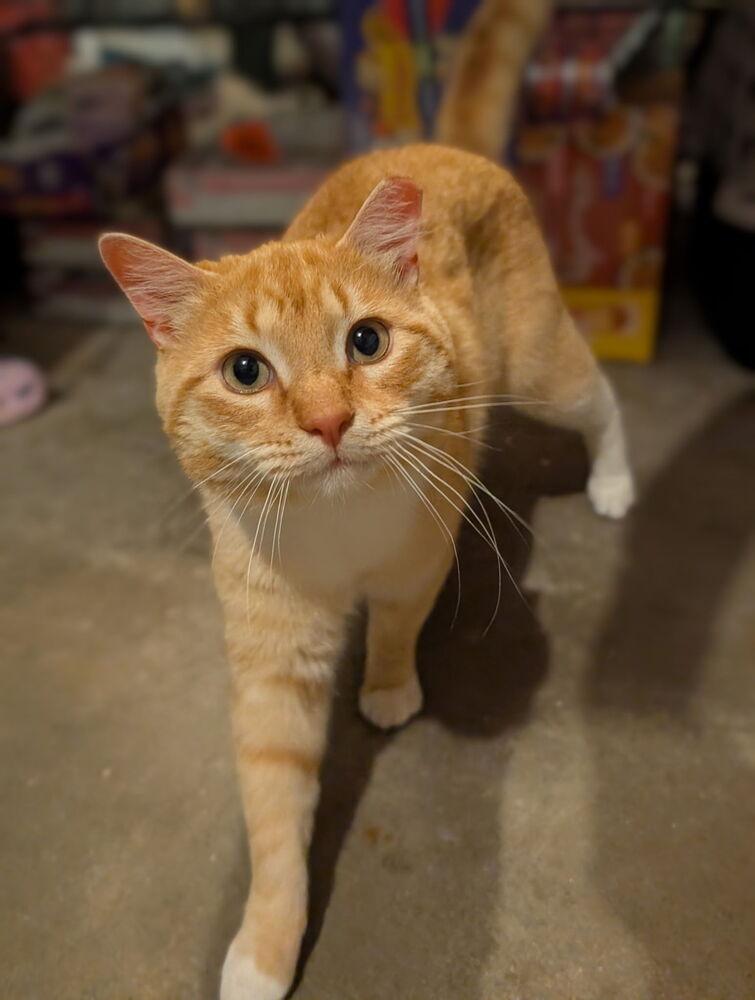 Enlarge Snapper, a Adoptable Domestic Short Hair in Emerald Isle, NC image 4/4