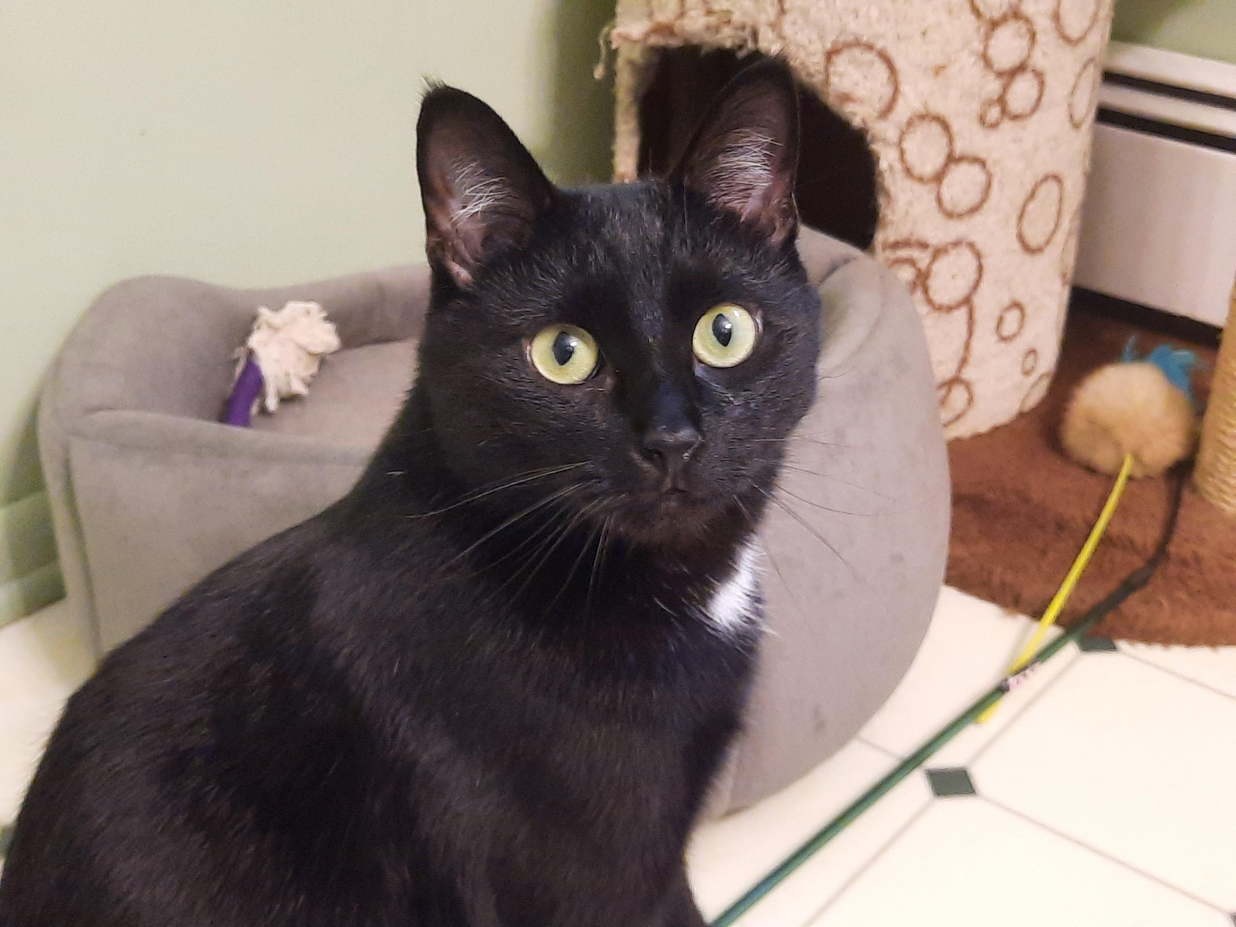 Uncle Lee, Adoptable, Adult Male Domestic Short Hair.