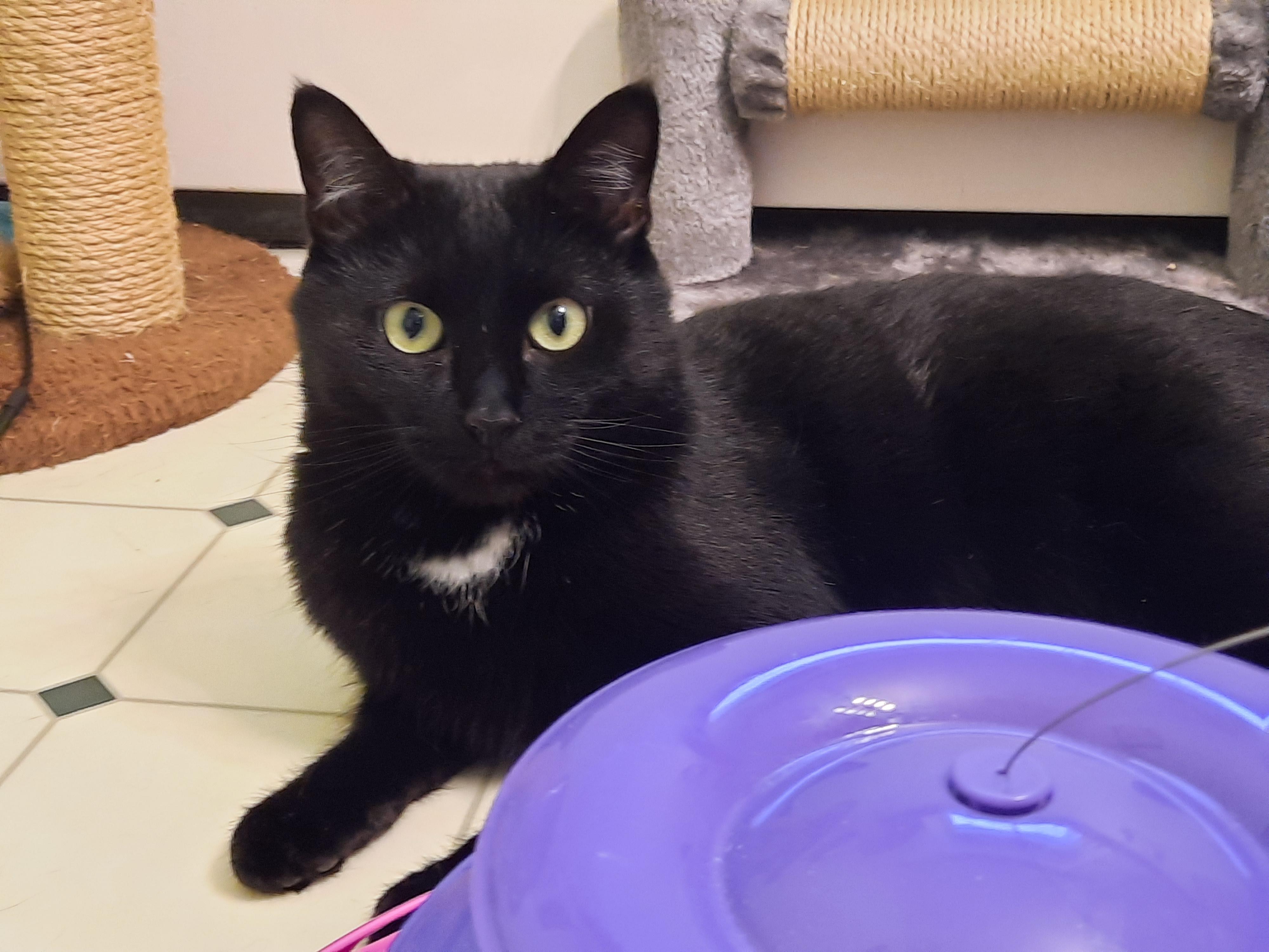 Enlarge Uncle Lee, a Adoptable Domestic Short Hair in Burlington, VT image 2/3