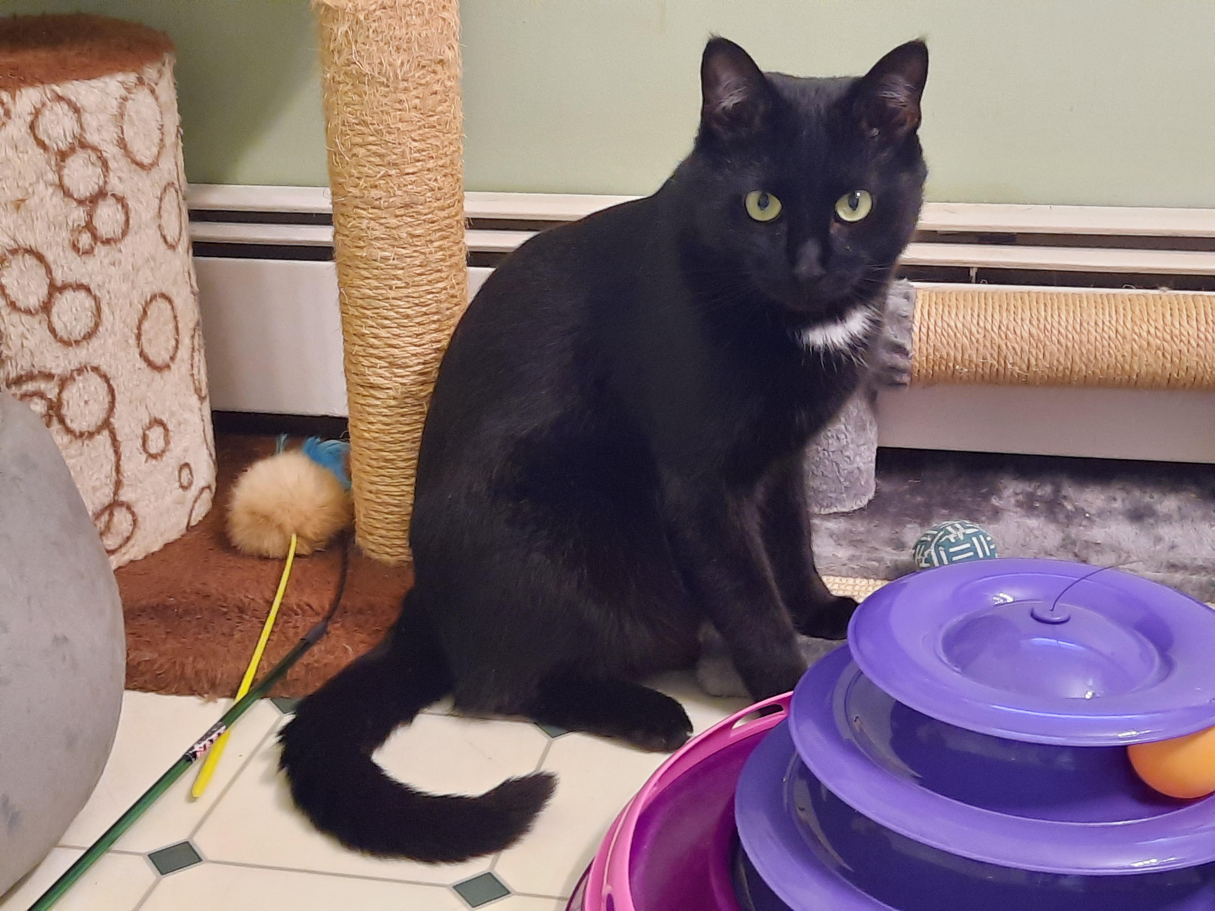 Enlarge Uncle Lee, a Adoptable Domestic Short Hair in Burlington, VT image 3/3