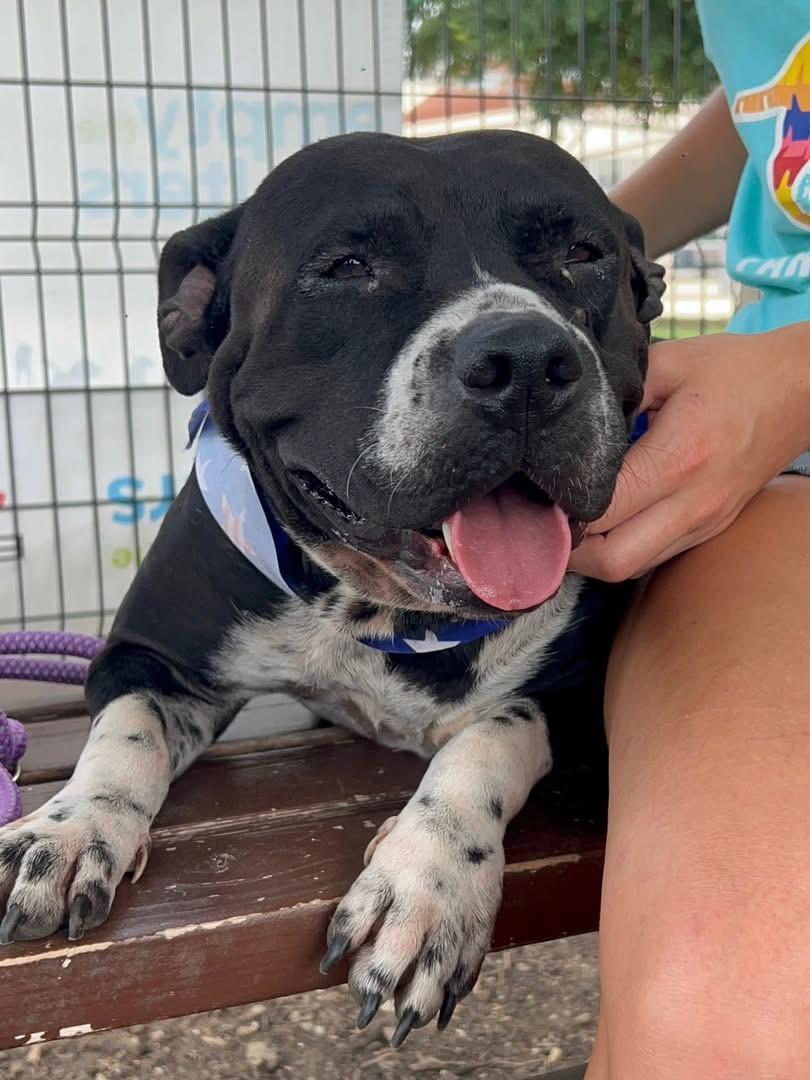 Enlarge Peggy Sue, a Adoptable Pit Bull Terrier image 1/6