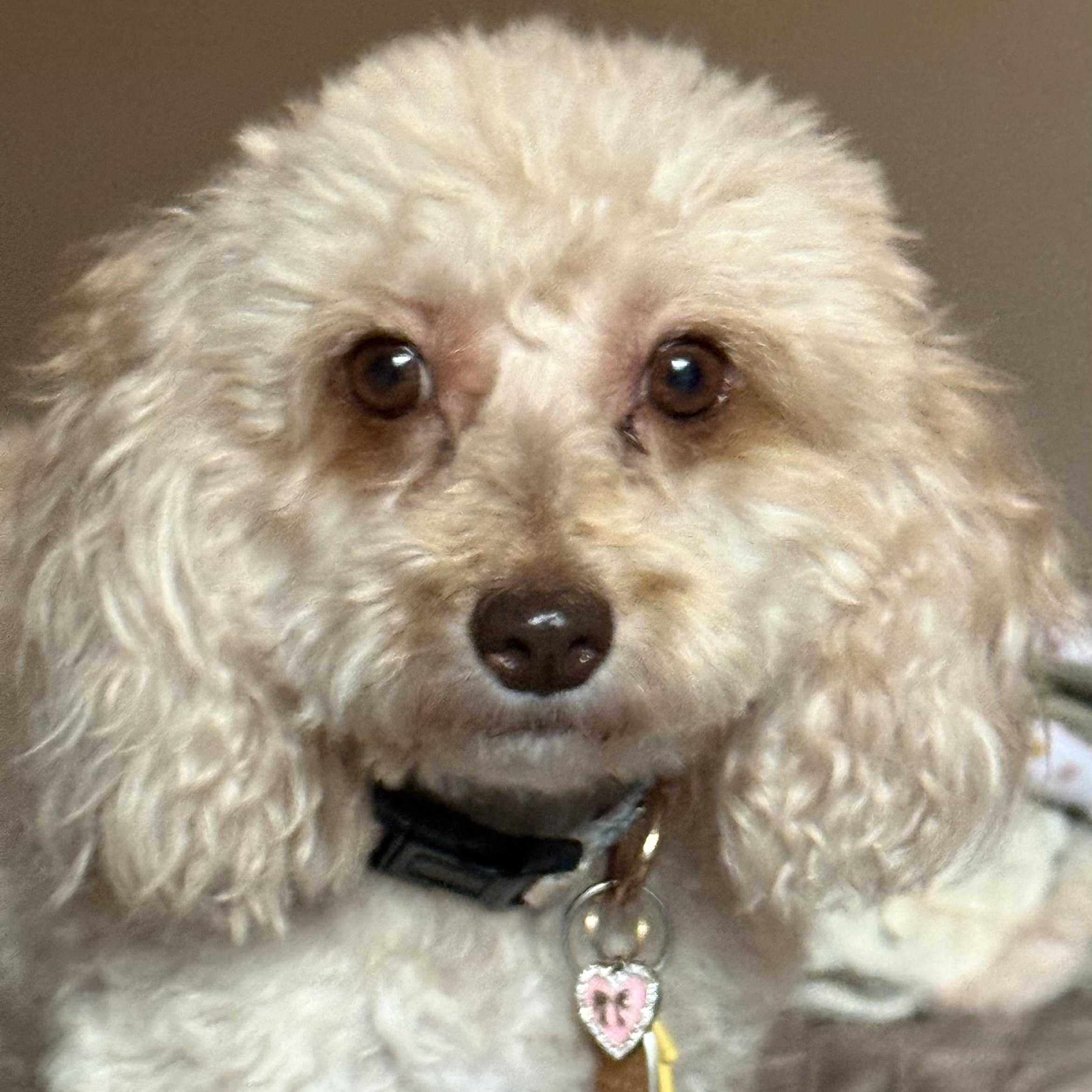 Paris Miller, a Adoptable Miniature Poodle in Plano, TX image 3/3
