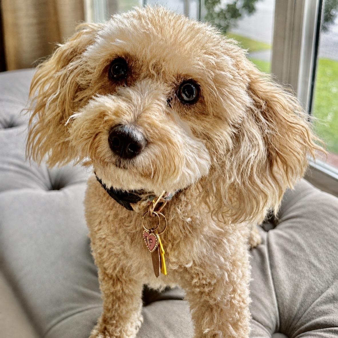 Paris Miller, Adoptable, Adult Female Miniature Poodle.