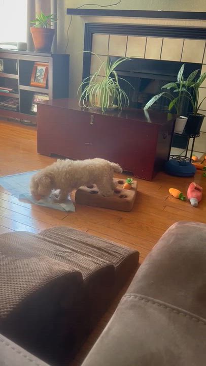 Enlarge Paris Miller, a Adoptable Miniature Poodle in Plano, TX video 2/3