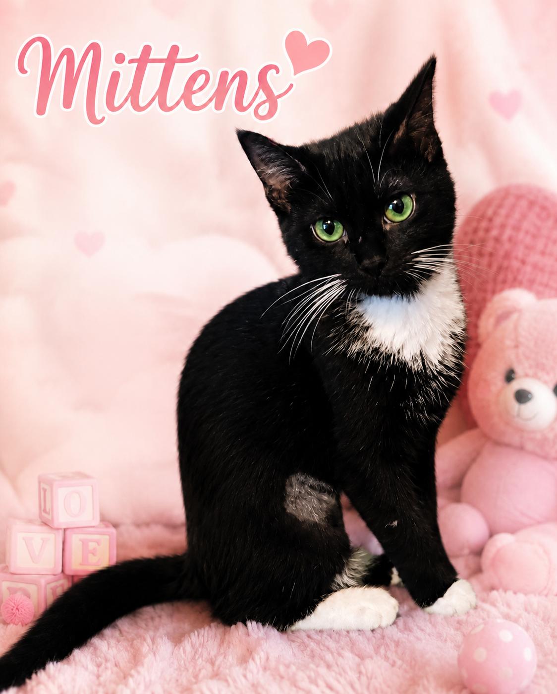 Mittens, a Adoptable Domestic Short Hair in Charlotte, NC image 2/3