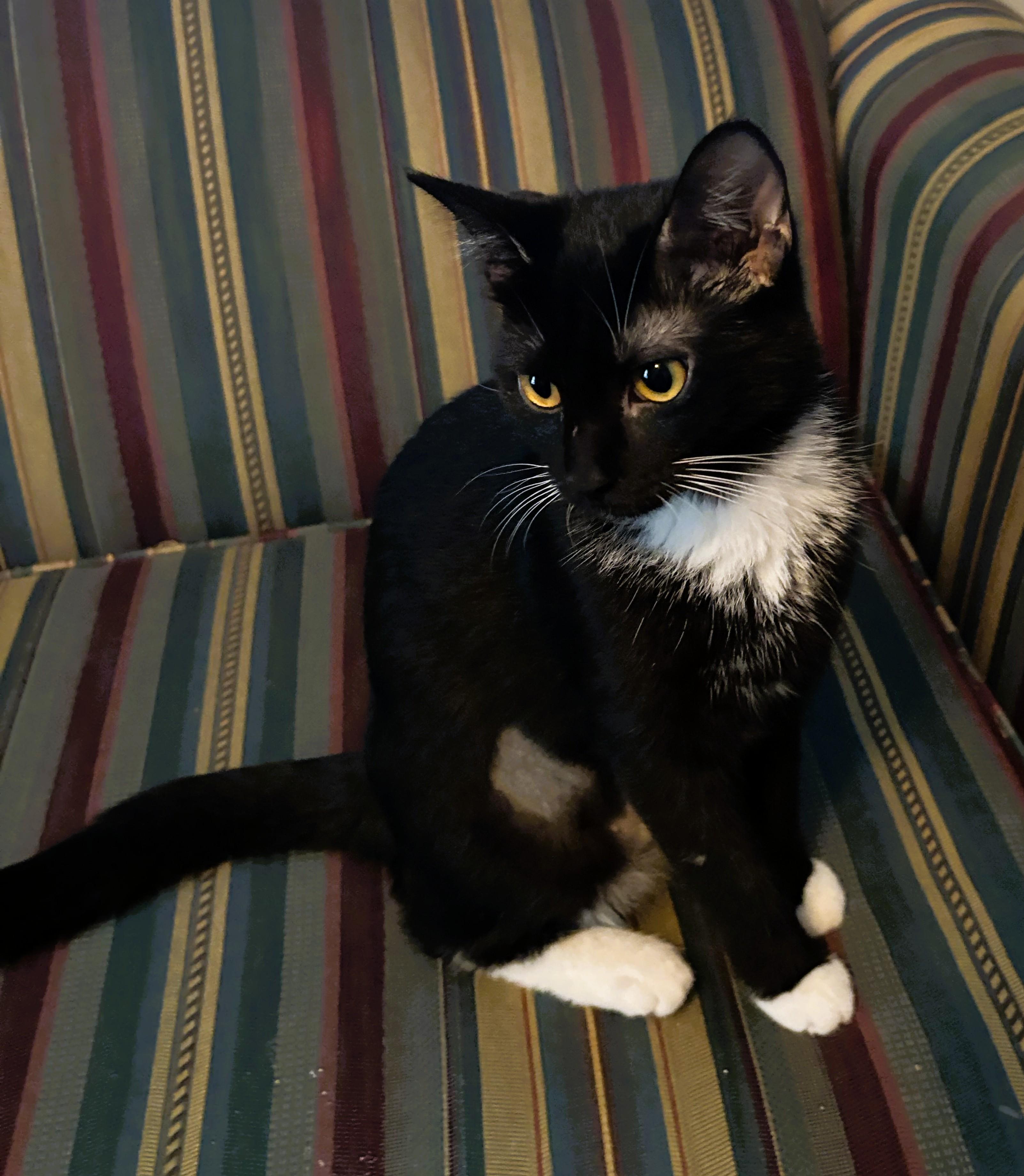 Mittens, a Adoptable Domestic Short Hair in Charlotte, NC image 3/3
