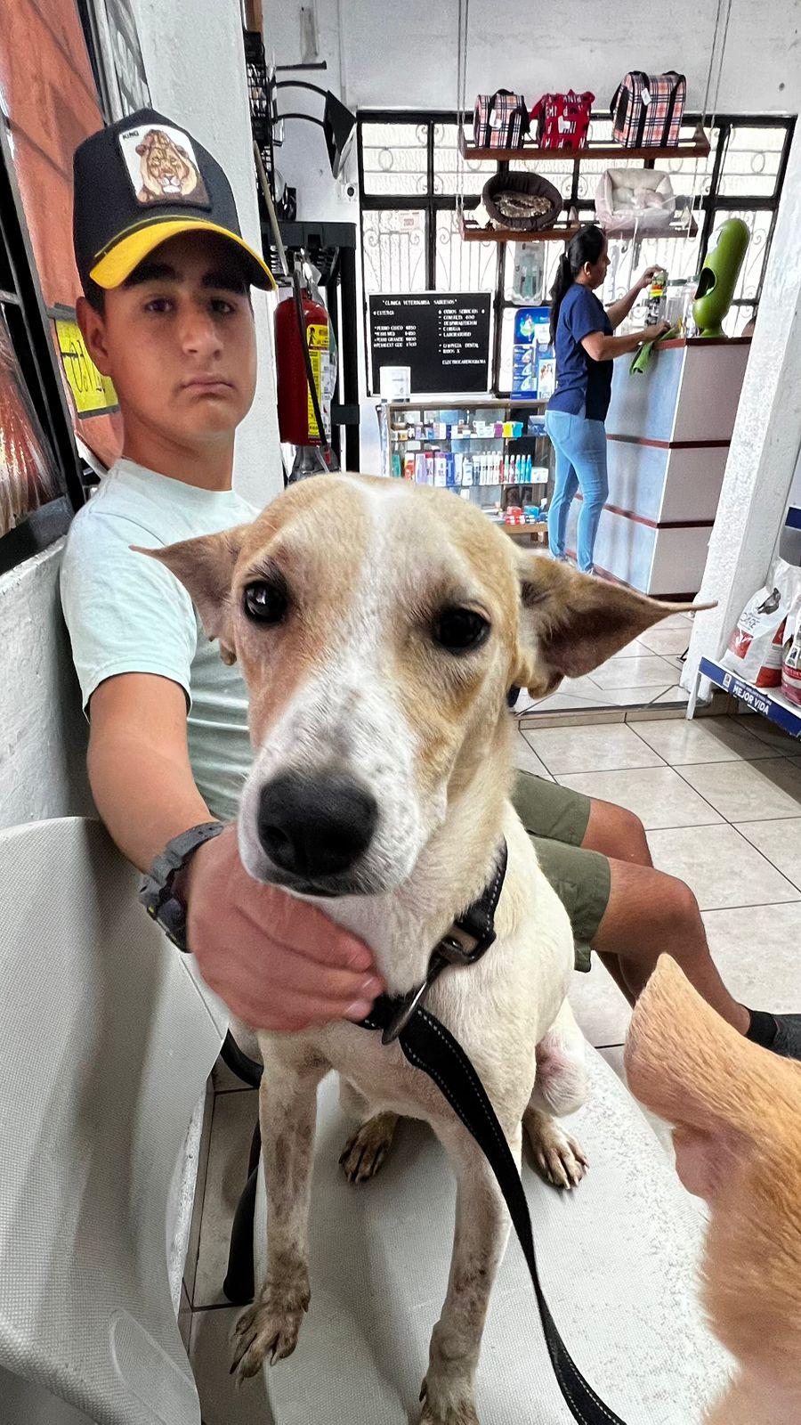 Neo, Adoptable, Young Male Mixed Breed.