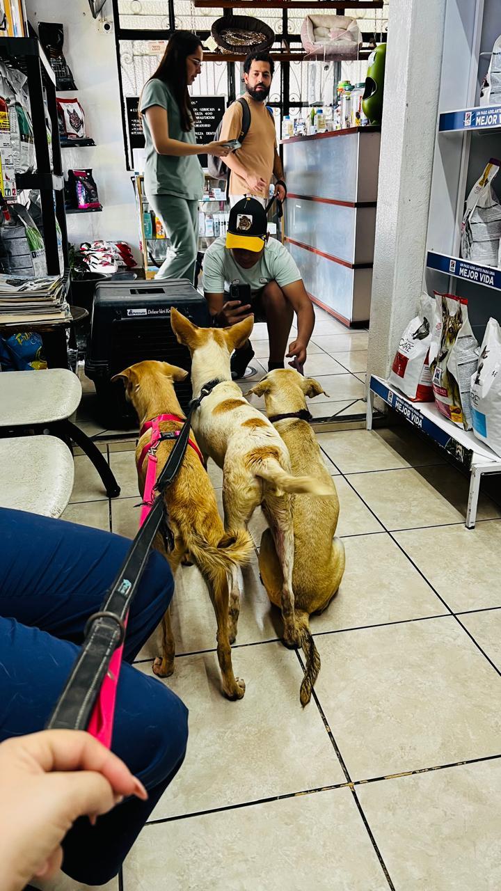 Enlarge Neo, a Adoptable mixed breed in Vancouver, BC image 2/6