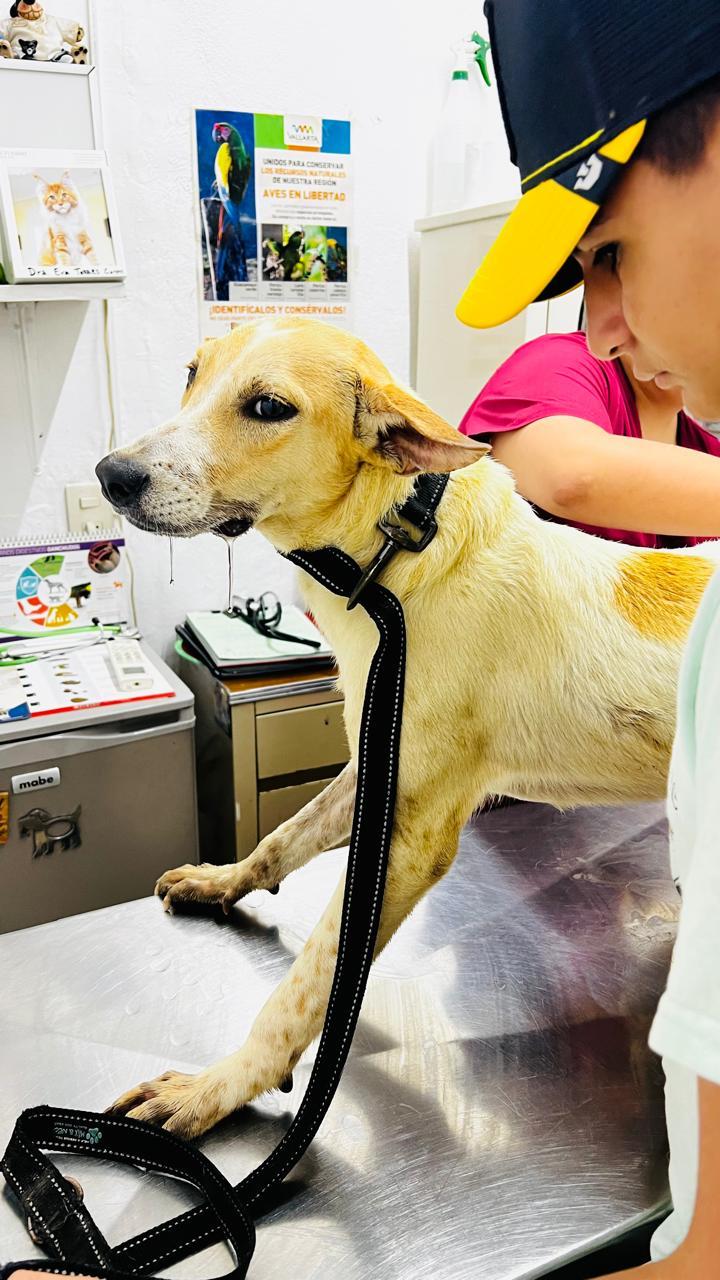 Enlarge Neo, a Adoptable mixed breed in Vancouver, BC image 3/6