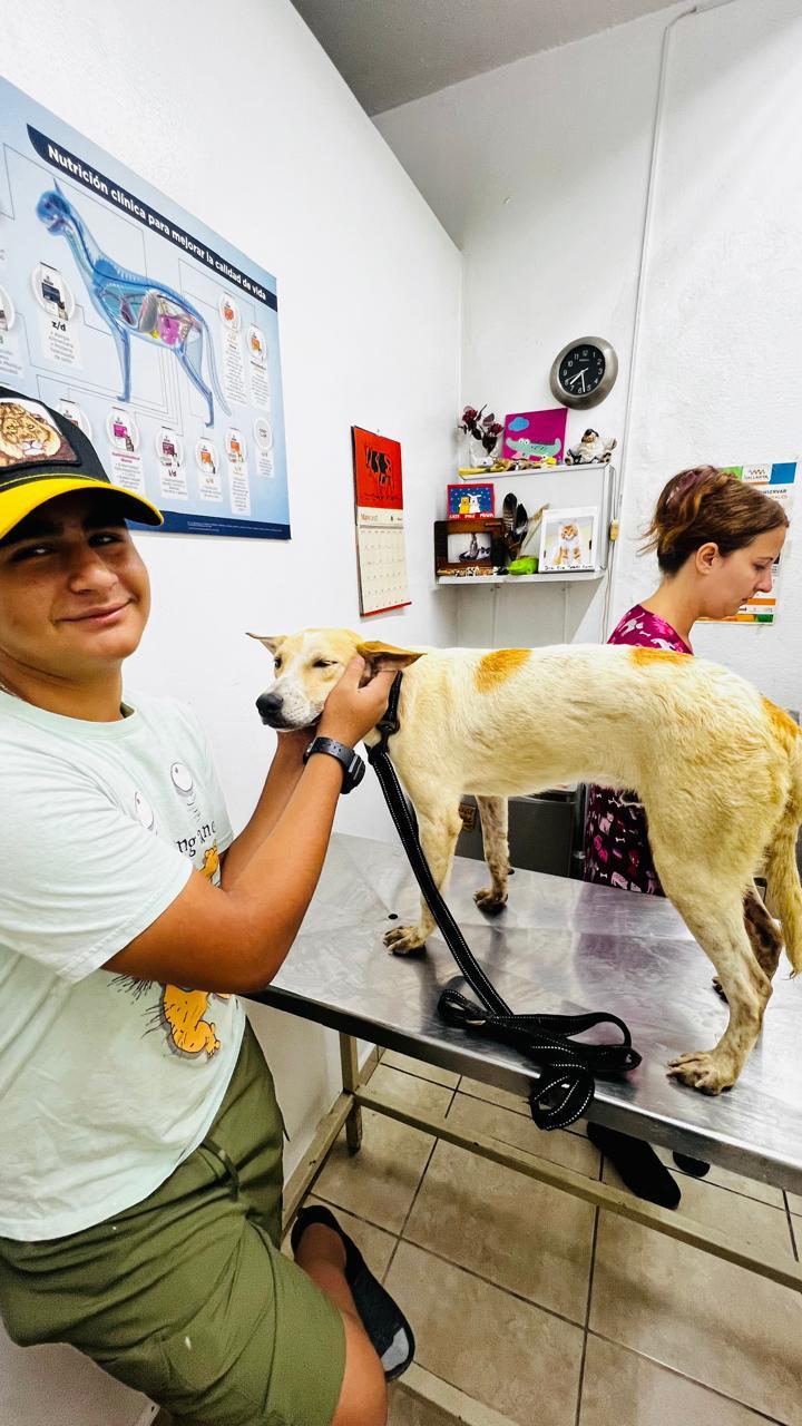 Enlarge Neo, a Adoptable mixed breed in Vancouver, BC image 4/6